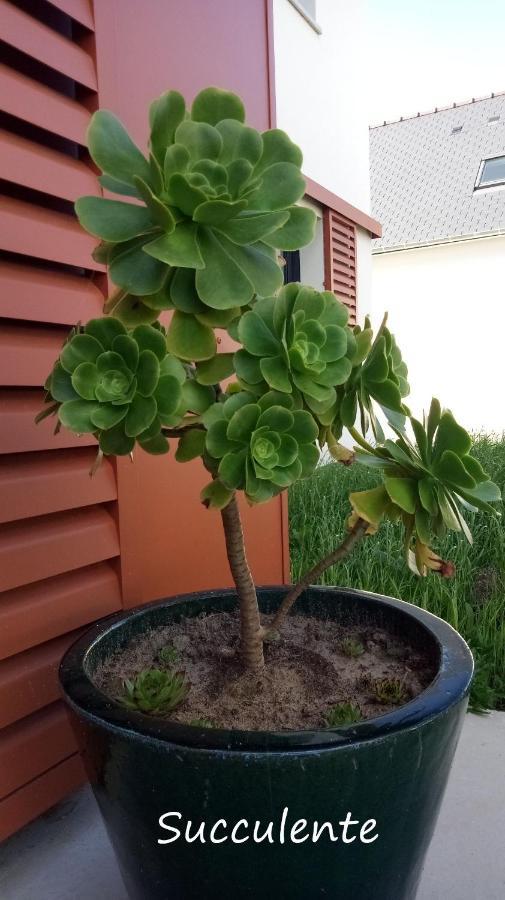Epiphytes Et Succulentes Διαμέρισμα Paimpol Εξωτερικό φωτογραφία